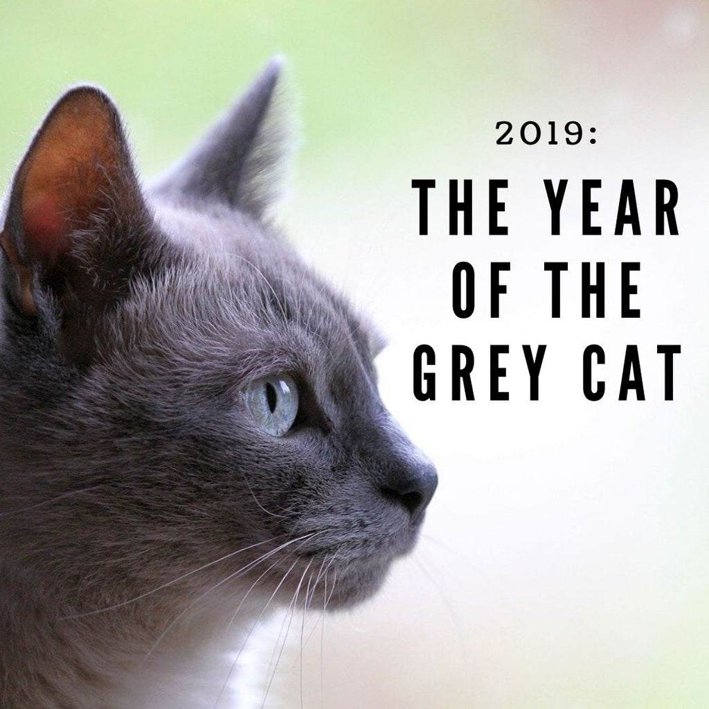 2019: The Year of the Grey Cat